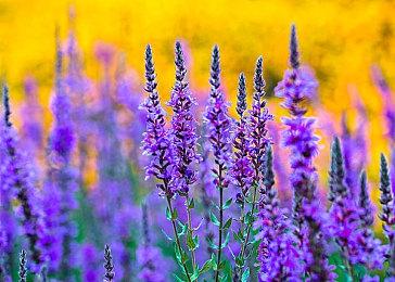 Fami通新一周销量榜 《怪物猎人：荒野》仅排第五！