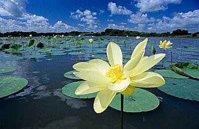 好活当赏！国产疯狂动物城版战地？老外狂喜！