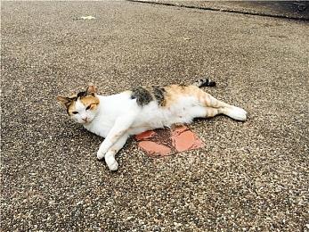 《咒术回战：战华双乱》全新角色预告片分享 